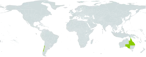 Oenothera acaulis world distribution map, present in Australia and Chile