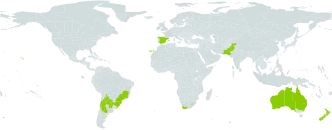Oenothera affinis world distribution map, present in Argentina, Australia, Bolivia (Plurinational State of), Brazil, Chile, Spain, Lesotho, New Zealand, Pakistan, Portugal, Paraguay, Uruguay, United States of America, and South Africa