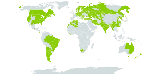 Oenothera biennis world distribution map, present in Albania, Argentina, Australia, Austria, Belgium, Bulgaria, Bosnia and Herzegovina, Belarus, Brazil, Bhutan, Canada, Switzerland, Chile, China, Costa Rica, Czech Republic, Germany, Denmark, Algeria, Spain, Estonia, Finland, France, United Kingdom of Great Britain and Northern Ireland, Georgia, Greece, Croatia, Hungary, India, Iran (Islamic Republic of), Italy, Japan, Kazakhstan, Kyrgyzstan, Liberia, Liechtenstein, Sri Lanka, Lesotho, Lithuania, Luxembourg, Latvia, Morocco, Moldova (Republic of), Mexico, North Macedonia, Myanmar, Montenegro, Netherlands, Norway, New Zealand, Pakistan, Poland, Korea (Democratic People's Republic of), Portugal, Romania, Russian Federation, Serbia, Slovakia, Slovenia, Sweden, Tajikistan, Tunisia, Turkey, Taiwan, Province of China, Ukraine, United States of America, Uzbekistan, and South Africa