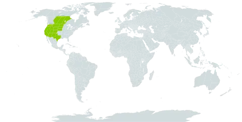 Oenothera flava world distribution map, present in Canada and United States of America