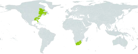Oenothera grandiflora l'hér. world distribution map, present in Canada, United States of America, and South Africa