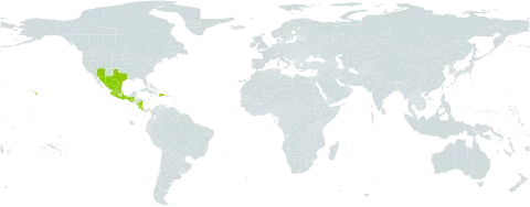 Oenothera kunthiana world distribution map, present in Costa Rica, Dominican Republic, Guatemala, Mexico, Nicaragua, and United States of America