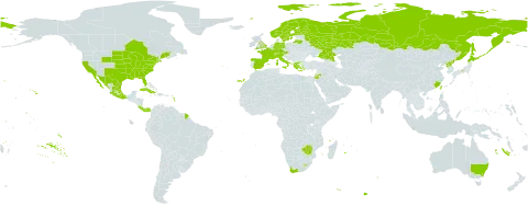 Oenothera laciniata world distribution map, present in Australia, Austria, Bermuda, Canada, Switzerland, China, Costa Rica, Cuba, Germany, Spain, Finland, France, United Kingdom of Great Britain and Northern Ireland, Greece, Israel, Italy, Jordan, Japan, Lesotho, Lithuania, Mexico, Norway, Panama, Korea (Democratic People's Republic of), Portugal, Russian Federation, Sweden, Taiwan, Province of China, United States of America, South Africa, and Zimbabwe
