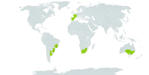 Oenothera longiflora world distribution map, present in Argentina, Australia, Brazil, Cabo Verde, Spain, France, Portugal, Uruguay, and South Africa