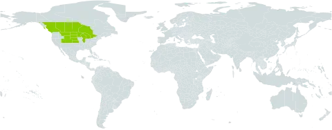 Oenothera nuttallii world distribution map, present in Canada and United States of America