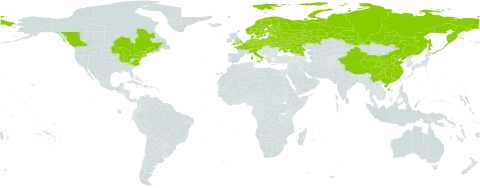 Oenothera oakesiana world distribution map, present in Austria, Belgium, Belarus, Canada, Switzerland, China, Czech Republic, Germany, Denmark, Estonia, Finland, France, United Kingdom of Great Britain and Northern Ireland, Italy, Lithuania, Latvia, Netherlands, Norway, Poland, Russian Federation, Sweden, Ukraine, and United States of America