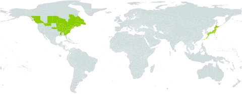 Oenothera perennis world distribution map, present in Canada, France, Japan, Saint Pierre and Miquelon, and United States of America