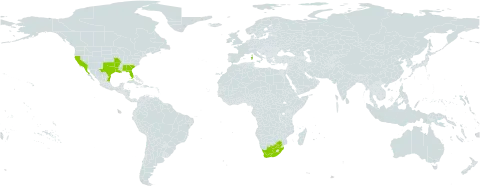 Oenothera sinuosa world distribution map, present in Italy, Mexico, United States of America, and South Africa