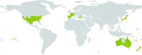 Oenothera speciosa world distribution map, present in Albania, Australia, Bulgaria, Spain, France, Greece, Japan, Mexico, New Zealand, Taiwan, Province of China, and United States of America