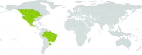 Oenothera suffrutescens world distribution map, present in Brazil, Canada, Mexico, and United States of America