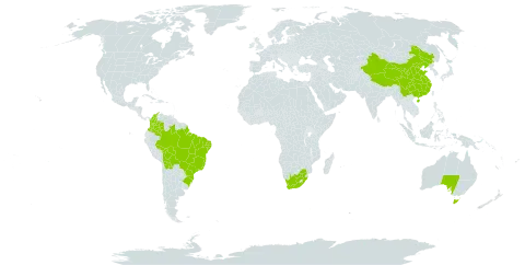 Olax world distribution map, present in Australia, Bolivia (Plurinational State of), Brazil, China, Colombia, and South Africa