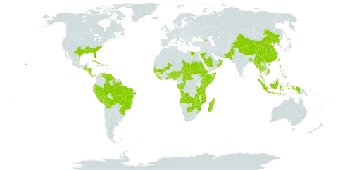 Oldenlandia corymbosa world distribution map, present in Angola, Åland Islands, Andorra, Benin, Burkina Faso, Bangladesh, Belize, Bolivia (Plurinational State of), Brazil, Botswana, Central African Republic, China, Congo, Cook Islands, Costa Rica, Cuba, Dominica, Ecuador, Egypt, Eritrea, Ethiopia, Gabon, Georgia, Ghana, Guinea, Gambia, Guinea-Bissau, Guatemala, Guyana, Honduras, Haiti, Indonesia, Jamaica, Kenya, Liberia, Madagascar, Maldives, Mali, Myanmar, Mozambique, Mauritius, Nigeria, Nicaragua, Nepal, Nauru, Oman, Pakistan, Panama, Peru, Philippines, Puerto Rico, Korea (Democratic People's Republic of), Réunion, Rwanda, Saudi Arabia, Sudan, Senegal, Sierra Leone, Somalia, eSwatini, Seychelles, Chad, Togo, Thailand, Taiwan, Province of China, Tanzania, United Republic of, Uganda, United States of America, Venezuela (Bolivarian Republic of), Viet Nam, Zambia, and Zimbabwe