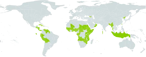 Oldenlandia corymbosa var. corymbosa world distribution map, present in Angola, Åland Islands, Andorra, Benin, Burkina Faso, Bangladesh, Belize, Bolivia (Plurinational State of), Central African Republic, Congo, Cook Islands, Costa Rica, Cuba, Dominica, Ecuador, Eritrea, Ethiopia, Gabon, Georgia, Ghana, Guinea, Gambia, Guinea-Bissau, Guatemala, Guyana, Honduras, Haiti, Indonesia, Jamaica, Kenya, Liberia, Maldives, Mali, Myanmar, Mozambique, Mauritius, Nigeria, Nicaragua, Nauru, Oman, Panama, Peru, Puerto Rico, Korea (Democratic People's Republic of), Réunion, Rwanda, Sudan, Senegal, Sierra Leone, Somalia, Seychelles, Chad, Togo, Taiwan, Province of China, Tanzania, United Republic of, Uganda, United States of America, Venezuela (Bolivarian Republic of), Zambia, and Zimbabwe