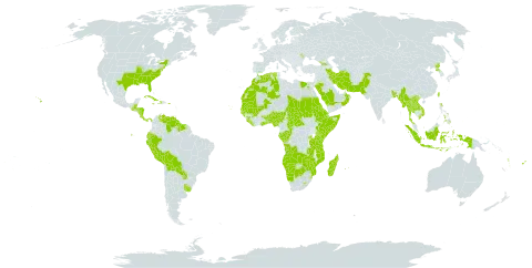 Oldenlandia world distribution map, present in Angola, Åland Islands, Andorra, Benin, Burkina Faso, Bangladesh, Belize, Bolivia (Plurinational State of), Botswana, Central African Republic, Congo, Cook Islands, Comoros, Cabo Verde, Costa Rica, Cuba, Djibouti, Dominica, Algeria, Ecuador, Egypt, Eritrea, Ethiopia, Fiji, Gabon, Georgia, Ghana, Guinea, Gambia, Guinea-Bissau, Guatemala, Guyana, Honduras, Haiti, Indonesia, Iran (Islamic Republic of), Jamaica, Kenya, Lao People's Democratic Republic, Liberia, Lesotho, Morocco, Moldova (Republic of), Madagascar, Maldives, Mali, Myanmar, Mozambique, Mauritania, Mauritius, Namibia, Nigeria, Nicaragua, Nepal, Nauru, Oman, Pakistan, Panama, Peru, Philippines, Palau, Puerto Rico, Korea (Democratic People's Republic of), Paraguay, Réunion, Rwanda, Saudi Arabia, Sudan, Senegal, Sierra Leone, Somalia, Suriname, eSwatini, Seychelles, Chad, Togo, Thailand, Tonga, Taiwan, Province of China, Tanzania, United Republic of, Uganda, Uruguay, United States of America, Venezuela (Bolivarian Republic of), Viet Nam, Vanuatu, Zambia, and Zimbabwe