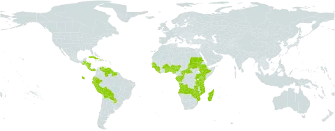 Olyra world distribution map, present in Angola, Benin, Burkina Faso, Belize, Bolivia (Plurinational State of), Central African Republic, Congo, Comoros, Costa Rica, Cuba, Dominica, Ecuador, Ethiopia, Gabon, Ghana, Guinea, Guinea-Bissau, Guatemala, Guyana, Honduras, Haiti, Jamaica, Kenya, Liberia, Madagascar, Mozambique, Nigeria, Nicaragua, Panama, Peru, Puerto Rico, Paraguay, Sudan, Senegal, Sierra Leone, Suriname, Togo, Tanzania, United Republic of, Uganda, Venezuela (Bolivarian Republic of), Zambia, and Zimbabwe
