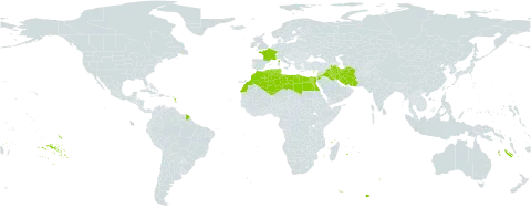 Onobrychis crista-galli world distribution map, present in Cyprus, Algeria, Egypt, France, Iran (Islamic Republic of), Iraq, Jordan, Lebanon, Libya, Morocco, and Tunisia