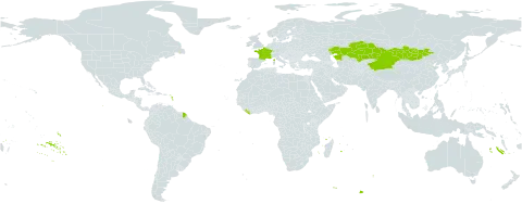 Onosma arenaria world distribution map, present in China, France, Kazakhstan, Liberia, and Mongolia