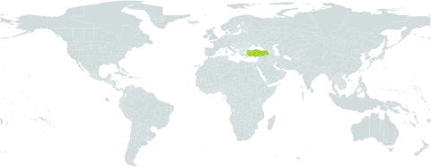 Onosma beyazoglui world distribution map, present in Turkey