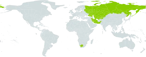 Onosma dichroantha world distribution map, present in Afghanistan, Iran (Islamic Republic of), Kazakhstan, Kyrgyzstan, Pakistan, Russian Federation, Tajikistan, Turkmenistan, Uzbekistan, and South Africa