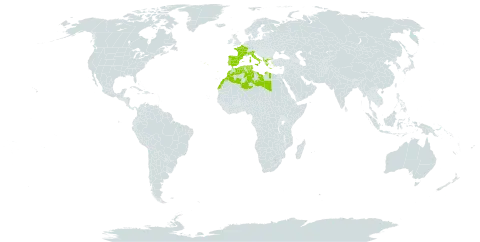 Ophrys bombyliflora var. bombyliflora world distribution map, present in Albania, Algeria, Spain, France, Greece, Italy, Libya, Morocco, Portugal, Turks and Caicos Islands, and Tunisia