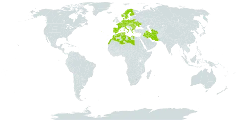 Ophrys world distribution map, present in Albania, Austria, Bulgaria, Belarus, Switzerland, Cyprus, Czech Republic, Germany, Denmark, Algeria, Spain, Finland, France, Greece, Hungary, Ireland, Iran (Islamic Republic of), Iraq, Italy, Libya, Morocco, Netherlands, Norway, Palau, Poland, Portugal, Romania, Sweden, Turks and Caicos Islands, Turkmenistan, Tunisia, and Ukraine