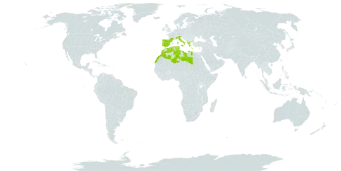 Ophrys speculum world distribution map, present in Albania, Algeria, Spain, France, Greece, Italy, Libya, Morocco, Portugal, Turks and Caicos Islands, and Tunisia