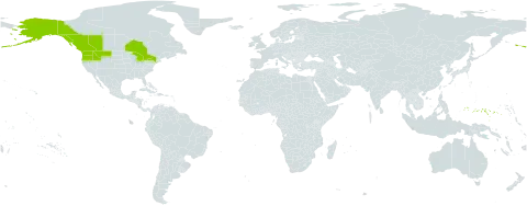 Oplopanax horridus world distribution map, present in Canada, Micronesia (Federated States of), and United States of America