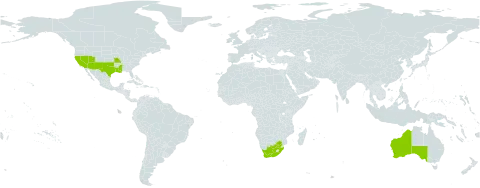Opuntia engelmannii world distribution map, present in Australia, United States of America, and South Africa