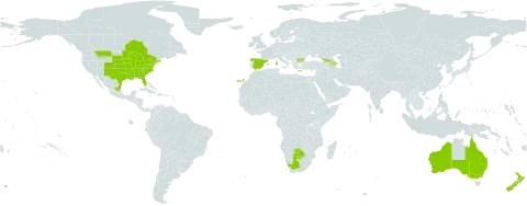 Opuntia humifusa world distribution map, present in Australia, Azerbaijan, Bulgaria, Botswana, Canada, Cyprus, Spain, France, Georgia, Greece, Italy, Mexico, Mauritius, Niue, New Zealand, Réunion, United States of America, and South Africa