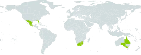Opuntia leucotricha world distribution map, present in Australia, Spain, Mexico, United States of America, and South Africa