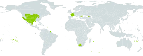 Opuntia macrorhiza world distribution map, present in Bulgaria, France, Georgia, Mexico, United States of America, and South Africa