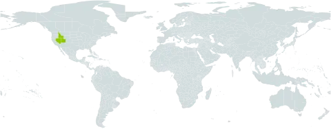 Oreocarya rugulosa world distribution map, present in United States of America