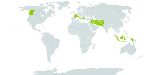 Origanum vulgare subsp. viridulum world distribution map, present in Afghanistan, Bulgaria, Canada, France, Greece, Indonesia, Iran (Islamic Republic of), Iraq, Italy, Nepal, Pakistan, and Turks and Caicos Islands