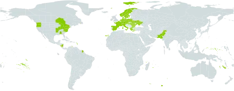 Ornithogalum nutans world distribution map, present in Austria, Bulgaria, Canada, Switzerland, Czech Republic, Germany, Denmark, Spain, France, Micronesia (Federated States of), Greece, Hungary, Italy, Nicaragua, Netherlands, Norway, Pakistan, Poland, Romania, Sweden, Turks and Caicos Islands, Ukraine, and United States of America
