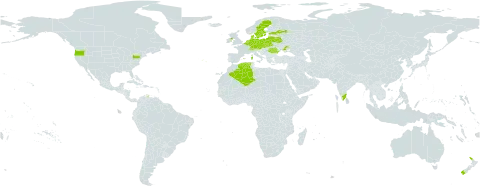 Ornithopus perpusillus world distribution map, present in Austria, Belgium, Belarus, Switzerland, Czech Republic, Germany, Denmark, Algeria, Spain, Estonia, France, United Kingdom of Great Britain and Northern Ireland, India, Italy, Lithuania, Luxembourg, Netherlands, New Zealand, Poland, Portugal, Romania, Russian Federation, Slovakia, Sweden, Ukraine, and United States of America