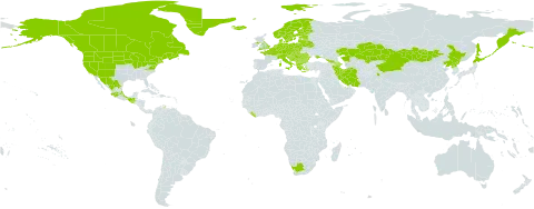 Orthilia secunda world distribution map, present in Albania, Andorra, Austria, Azerbaijan, Belgium, Bulgaria, Bosnia and Herzegovina, Belarus, Canada, Switzerland, China, Czech Republic, Germany, Denmark, Estonia, Finland, France, United Kingdom of Great Britain and Northern Ireland, Georgia, Greece, Greenland, Guatemala, Croatia, Hungary, India, Iran (Islamic Republic of), Iceland, Italy, Japan, Kazakhstan, Liberia, Liechtenstein, Lithuania, Luxembourg, Latvia, Mexico, North Macedonia, Montenegro, Mongolia, Netherlands, Norway, Pakistan, Poland, Korea (Democratic People's Republic of), Romania, Russian Federation, Saint Pierre and Miquelon, Serbia, Slovakia, Slovenia, Sweden, Ukraine, United States of America, and South Africa
