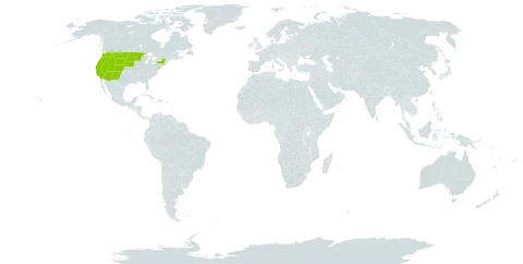 Orthocarpus world distribution map, present in United States of America