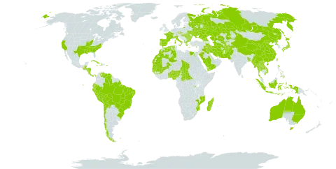 Oryza sativa world distribution map, present in Afghanistan, Åland Islands, Albania, Andorra, Australia, Benin, Burkina Faso, Bangladesh, Bulgaria, Belize, Bolivia (Plurinational State of), Brazil, Central African Republic, Chile, China, Comoros, Costa Rica, Cuba, Cyprus, Czech Republic, Dominica, Algeria, Ecuador, Egypt, Spain, France, Georgia, Guinea, Gambia, Guinea-Bissau, Greece, Guatemala, Honduras, Haiti, Hungary, Indonesia, Iran (Islamic Republic of), Iraq, Italy, Jamaica, Japan, Kazakhstan, Lao People's Democratic Republic, Morocco, Madagascar, Mali, Myanmar, Mozambique, Mauritania, Mauritius, Nigeria, Nicaragua, Nepal, Pakistan, Panama, Peru, Philippines, Palau, Puerto Rico, Korea (Democratic People's Republic of), Portugal, Romania, Russian Federation, Rwanda, Saudi Arabia, Senegal, Seychelles, Turks and Caicos Islands, Chad, Togo, Thailand, Turkmenistan, Taiwan, Province of China, Ukraine, United States of America, Uzbekistan, Venezuela (Bolivarian Republic of), Viet Nam, and Yemen