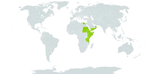 Osteospermum vaillantii world distribution map, present in Djibouti, Egypt, Eritrea, Ethiopia, Kenya, Oman, Saudi Arabia, Sudan, Somalia, Tanzania, United Republic of, Uganda, and Yemen