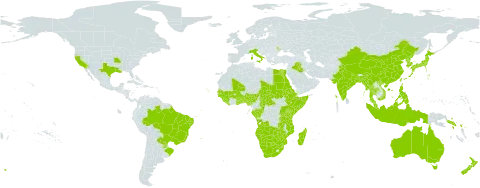 Ottelia world distribution map, present in Angola, Australia, Benin, Burkina Faso, Bangladesh, Brazil, Botswana, Central African Republic, China, Congo, Cabo Verde, Egypt, Eritrea, Ethiopia, Gabon, Ghana, Guinea, Gambia, Guinea-Bissau, Indonesia, India, Iraq, Italy, Japan, Kenya, Korea (Republic of), Liberia, Moldova (Republic of), Madagascar, Mali, Myanmar, Mozambique, Malaysia, Namibia, Nigeria, Nepal, New Zealand, Philippines, Korea (Democratic People's Republic of), Paraguay, Rwanda, Sudan, Senegal, Solomon Islands, Sierra Leone, Somalia, eSwatini, Chad, Togo, Thailand, Taiwan, Province of China, Tanzania, United Republic of, Uganda, United States of America, Viet Nam, South Africa, Zambia, and Zimbabwe