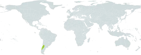 Ourisia alpina world distribution map, present in Argentina, Chile, and Uruguay