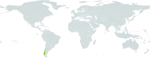 Oxalis aureoflava world distribution map, present in Chile