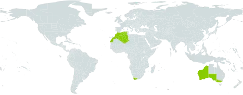 Oxalis compressa world distribution map, present in Australia, Algeria, Morocco, and South Africa