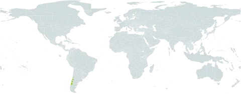 Oxalis gyrorhiza world distribution map, present in Chile