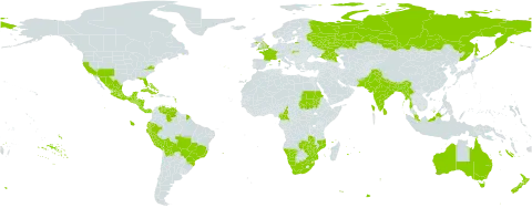 Oxalis latifolia world distribution map, present in Andorra, Australia, Bangladesh, Bahamas, Belize, Bolivia (Plurinational State of), Brazil, Bhutan, Cameroon, Costa Rica, Cuba, Ecuador, Spain, France, United Kingdom of Great Britain and Northern Ireland, Guadeloupe, Guatemala, Honduras, Indonesia, India, Jamaica, Sri Lanka, Mexico, Myanmar, Mozambique, Martinique, Mauritius, Malaysia, Namibia, Nicaragua, Nepal, New Zealand, Pakistan, Panama, Peru, Puerto Rico, Portugal, Réunion, Russian Federation, Sudan, El Salvador, Slovakia, Trinidad and Tobago, United States of America, Venezuela (Bolivarian Republic of), South Africa, Zambia, and Zimbabwe