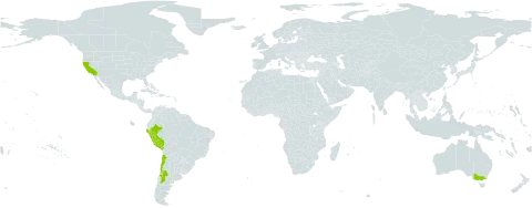 Oxalis laxa world distribution map, present in Argentina, Australia, Chile, Peru, and United States of America