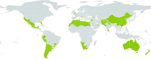 Oxalis pes-caprae world distribution map, present in Afghanistan, Anguilla, United Arab Emirates, Argentina, Australia, Bermuda, Brazil, Chile, China, Cyprus, Algeria, Egypt, Spain, France, United Kingdom of Great Britain and Northern Ireland, Georgia, Gibraltar, Greece, Croatia, India, Israel, Italy, Lebanon, Libya, Morocco, Mexico, Malta, Namibia, New Zealand, Pakistan, Peru, Portugal, Qatar, Syrian Arab Republic, Tunisia, Uruguay, United States of America, and South Africa