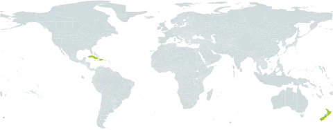 Oxalis thelyoxys world distribution map, present in Cuba, Dominican Republic, Haiti, and New Zealand