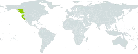 Oxypolis occidentalis world distribution map, present in Canada and United States of America