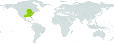 Oxypolis rigidior world distribution map, present in Canada and United States of America